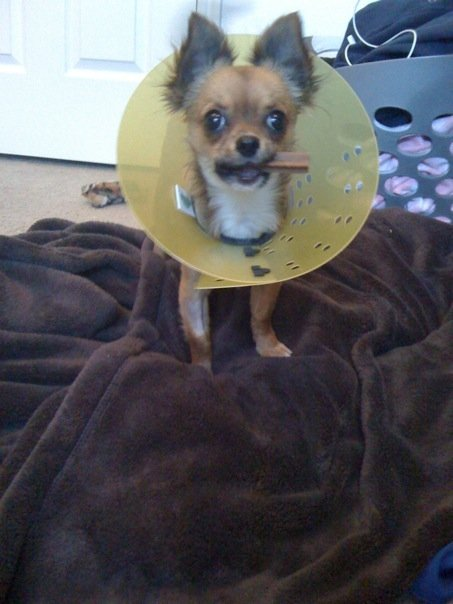 Katinka after she got spayed and is wearing a cone!
